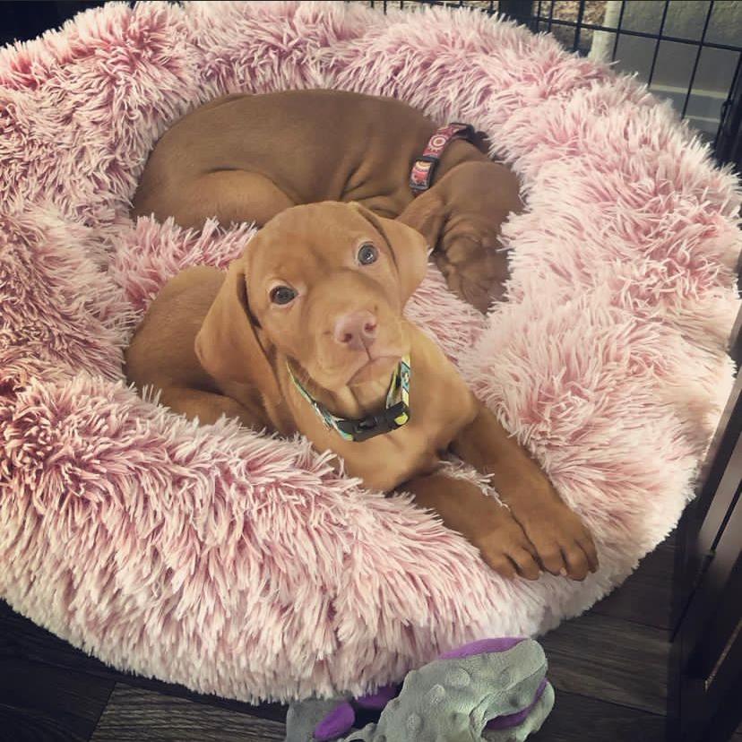 vizsla puppies for sale, vizsla puppy for sale