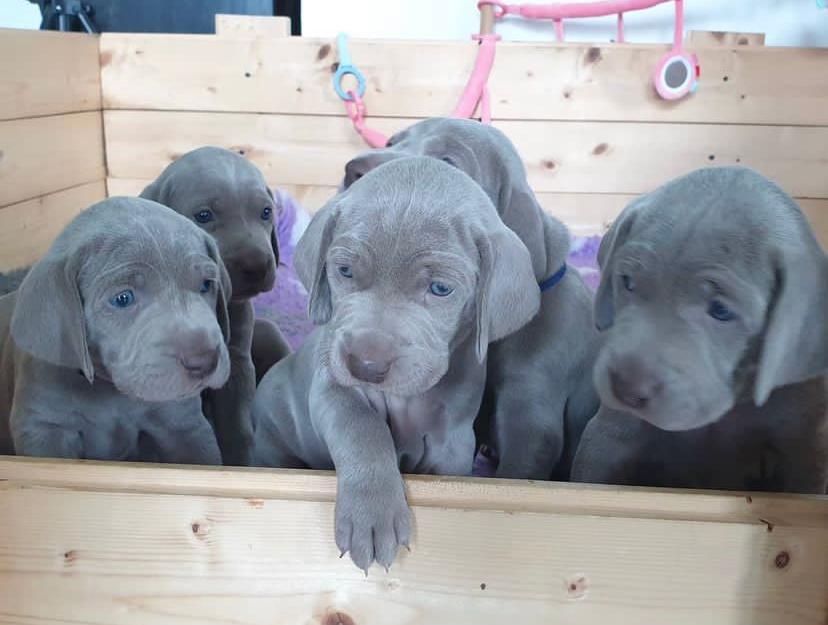 Weimaraner puppy for sale Weimaraner Puppies for sale